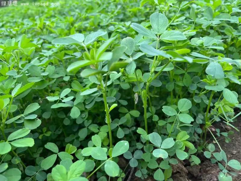 紫花苜蓿