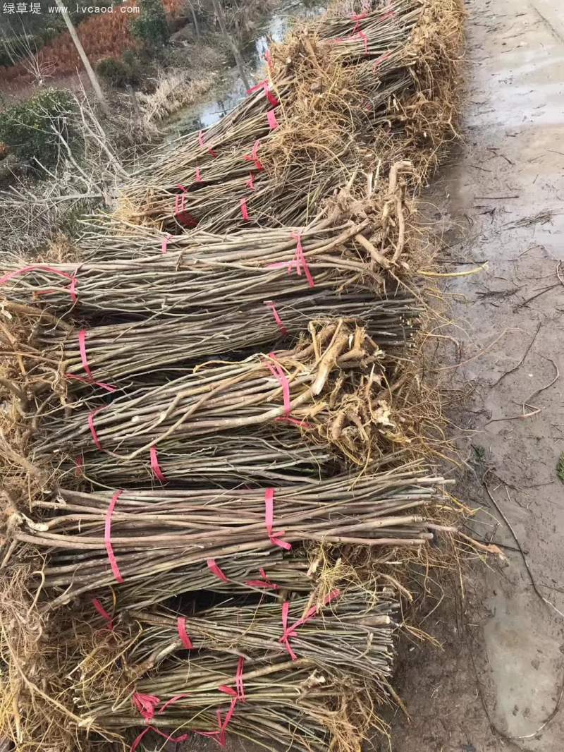 1~2年生構(gòu)樹(shù)苗