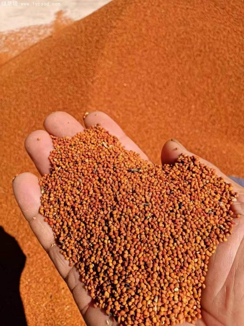 全新構(gòu)樹(shù)種子