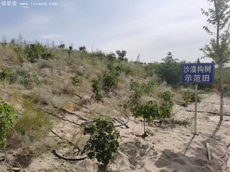 構(gòu)樹(shù)治理沙漠