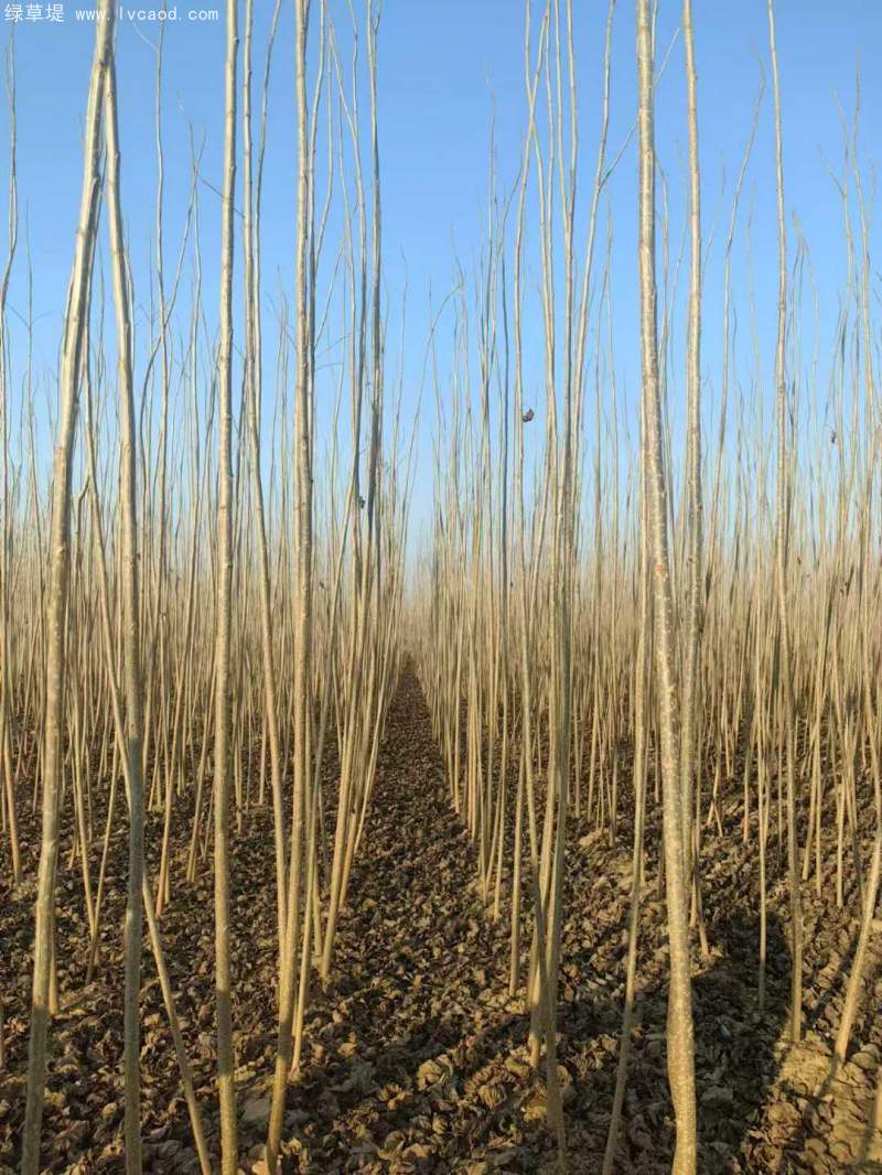 造林樹木品種種類