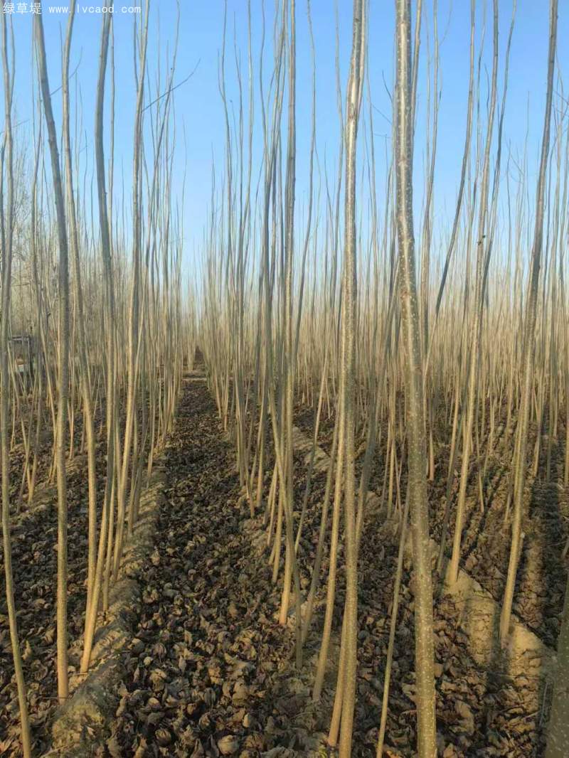 造林樹木品種種類