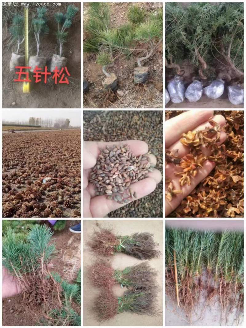 五針?biāo)煞N子