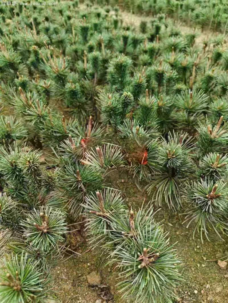 五針?biāo)擅缧∶?/></p><p style=