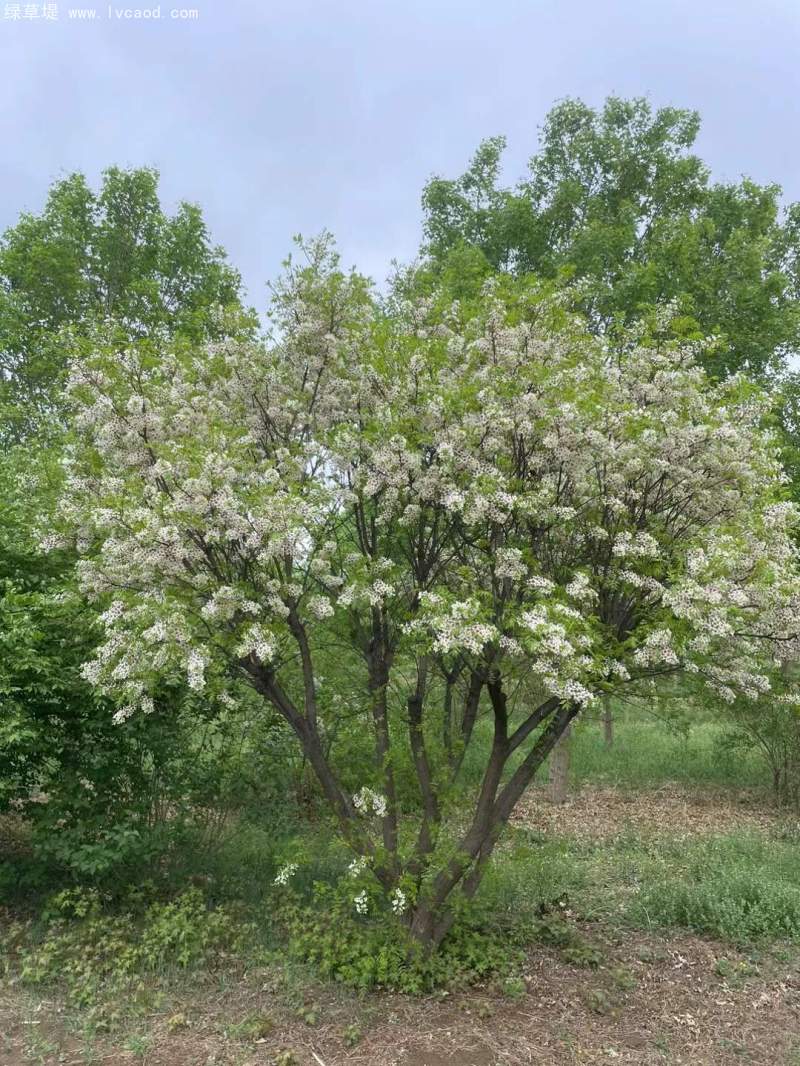 文冠果開花花朵樹葉子