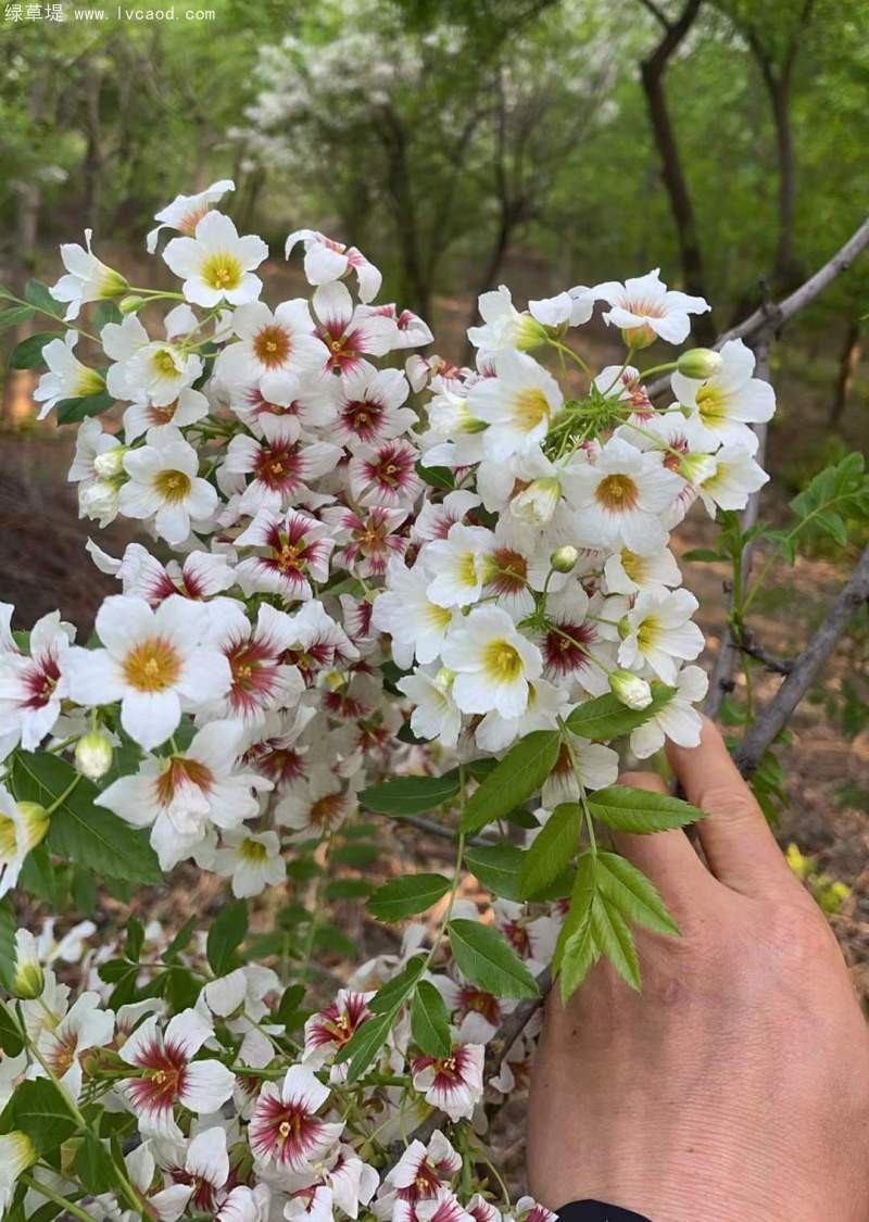 文冠果開花花朵樹葉子