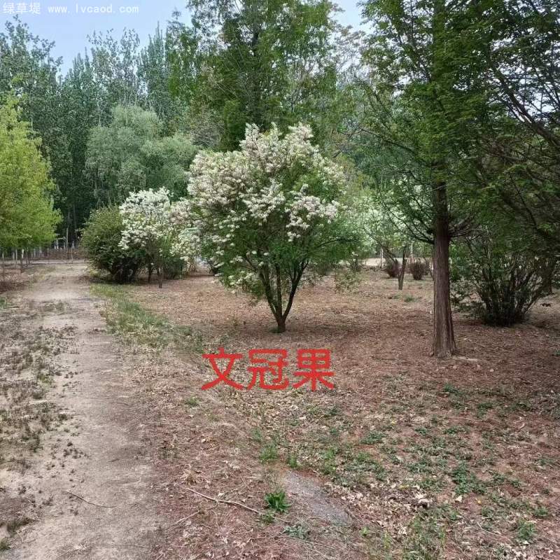 文冠果開花花朵樹葉子