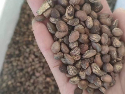 五針松種子小苗