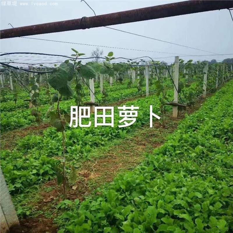 肥田蘿卜在果園中的應(yīng)用