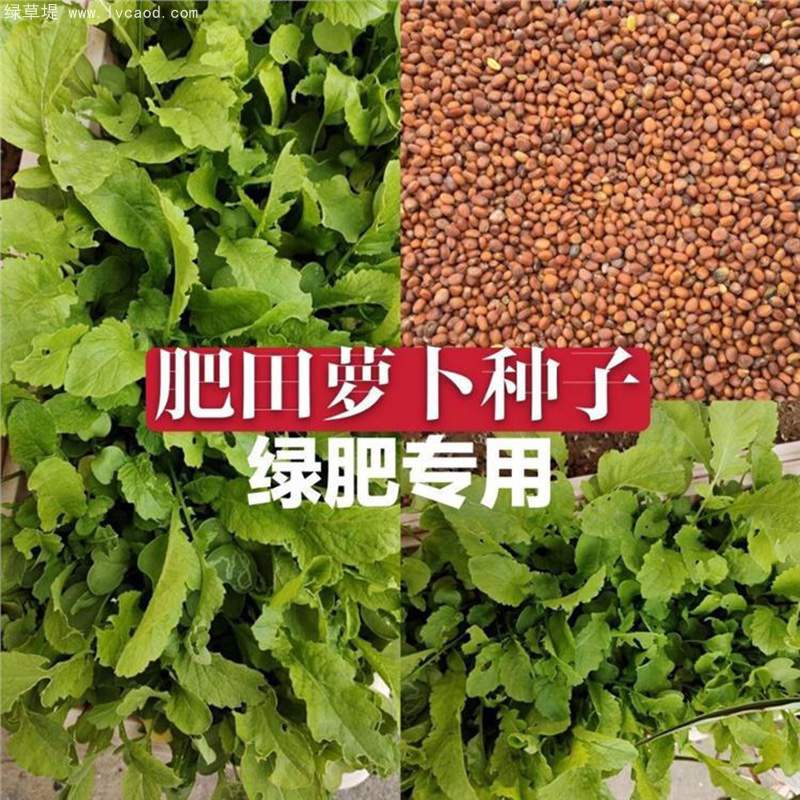 肥田蘿卜種子綠肥植物