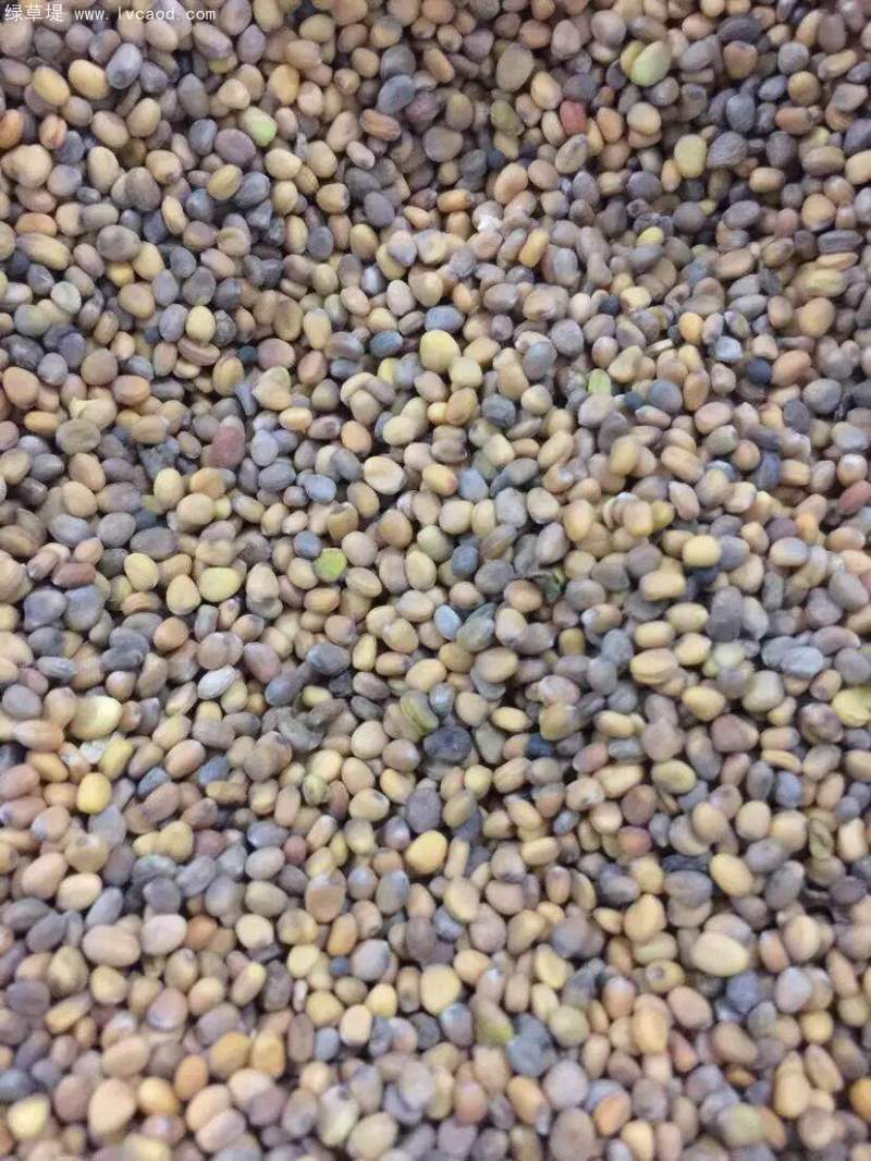 肥田蘿卜種子綠肥植物