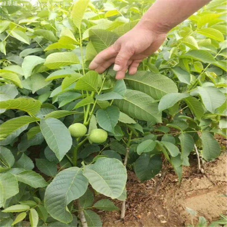 核桃苗