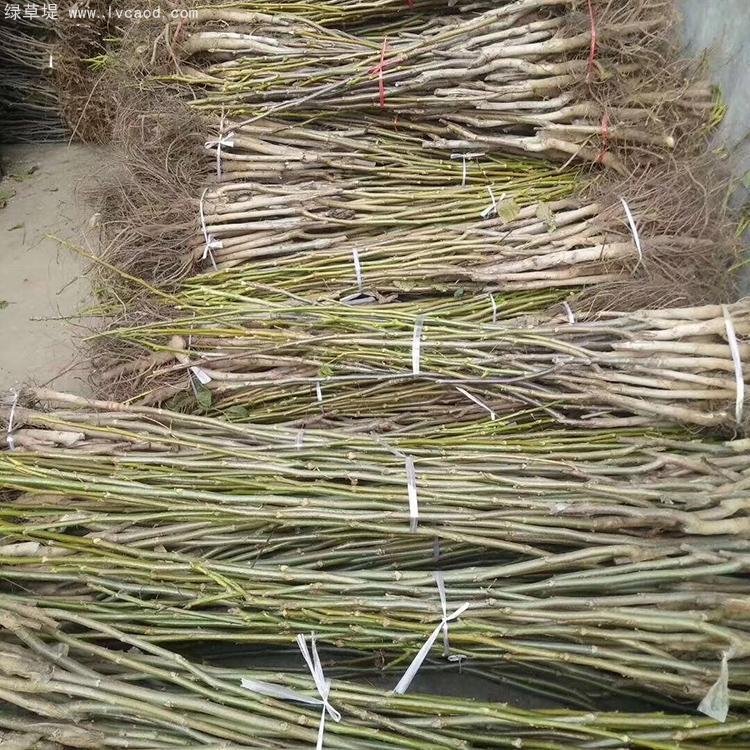 核桃苗秋季起挖的核桃苗