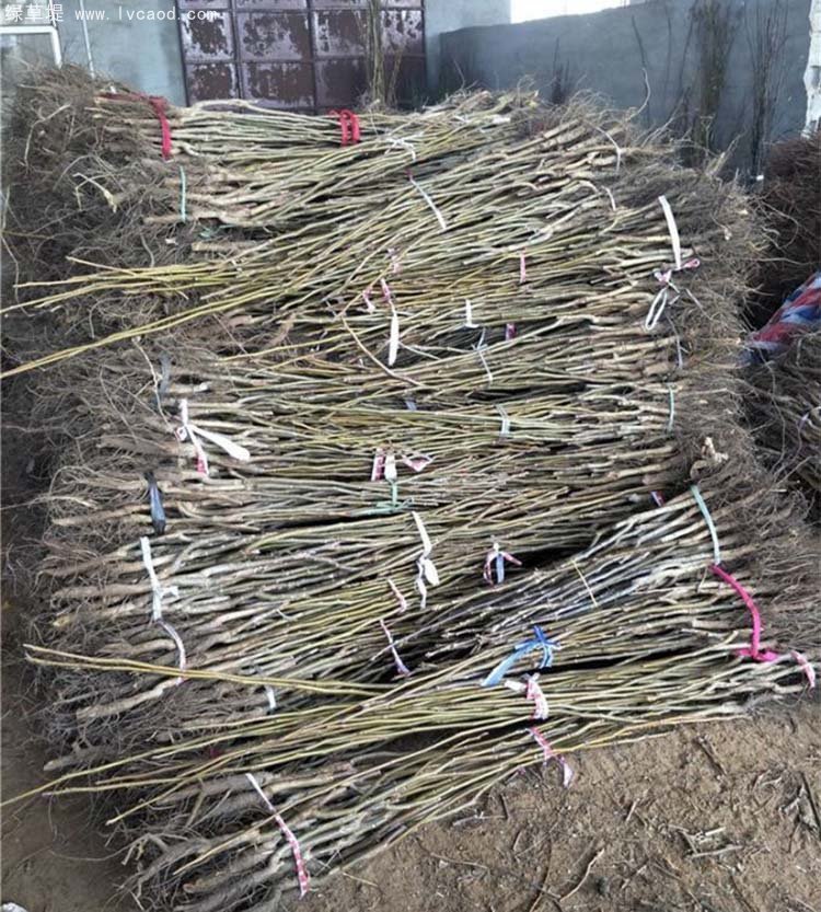 核桃苗秋季起挖的核桃苗