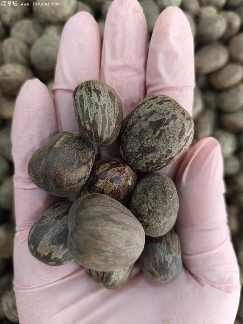 橡膠樹(shù)種子