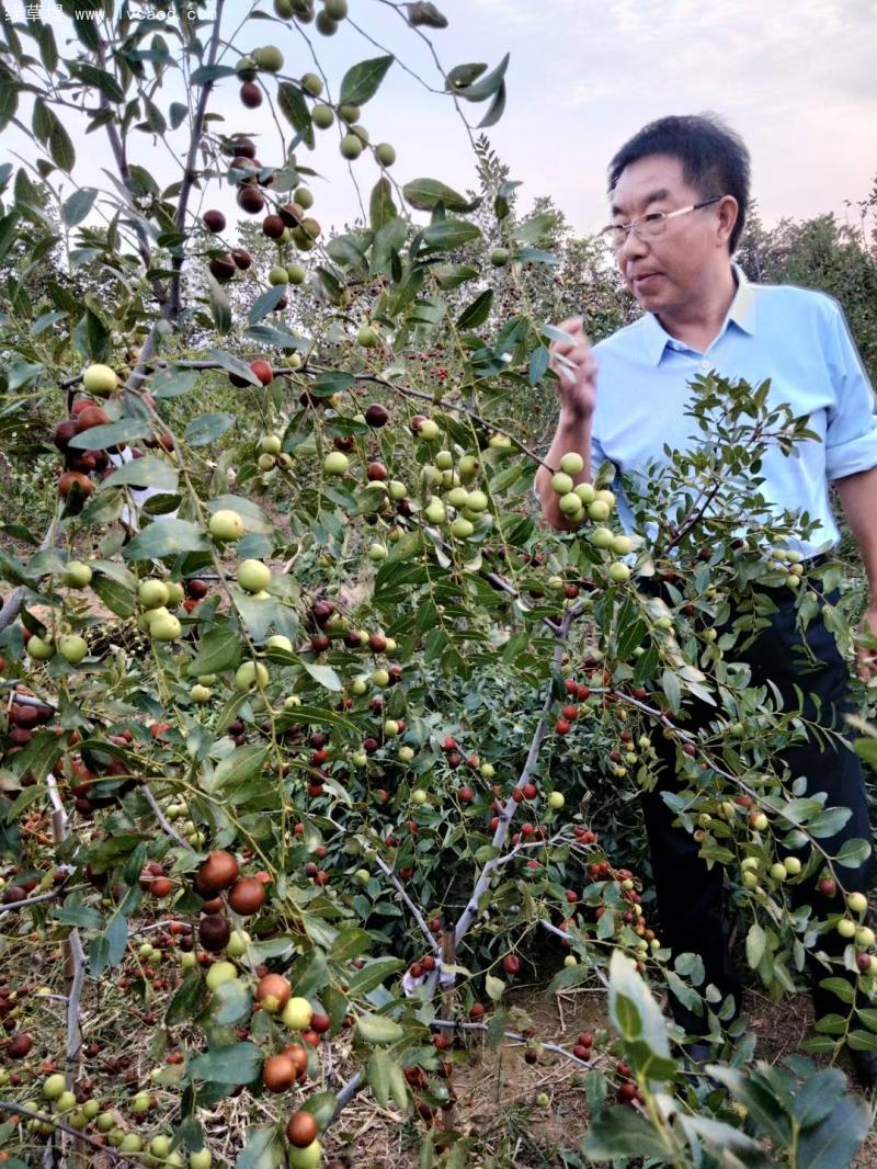 棗樹葉片和枝條果實(shí)