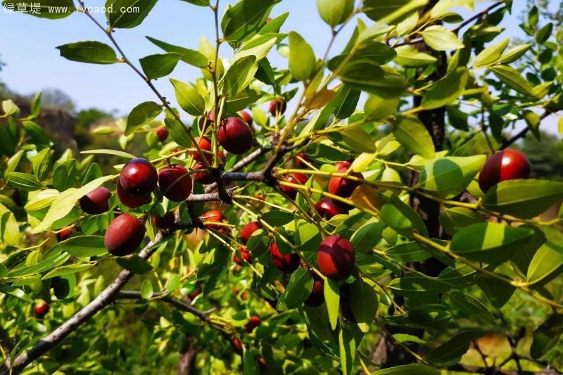 棗樹葉片和枝條