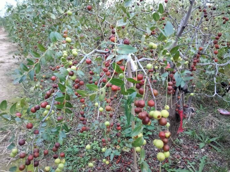 棗樹葉片和枝條