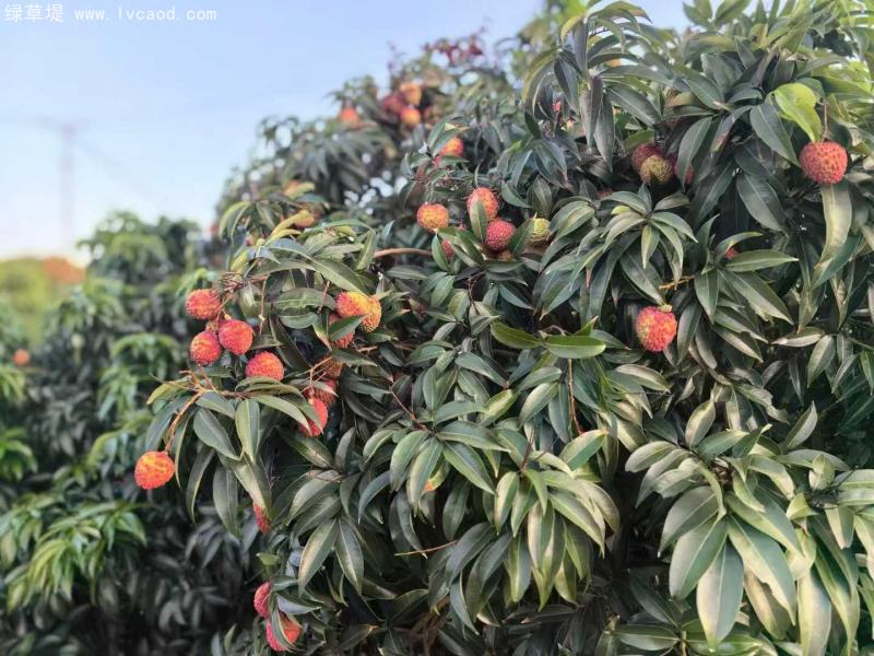 荔枝樹(shù)葉和果實(shí)